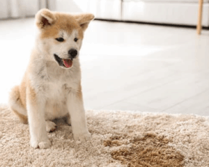 Pet stains on carpet