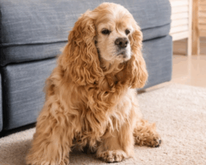 Pet stains on carpet