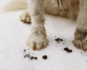 Pet stains on carpet